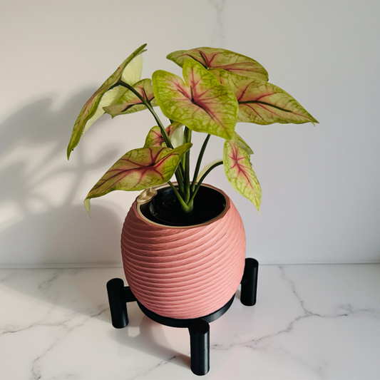 Terracotta Planter with Black Stand